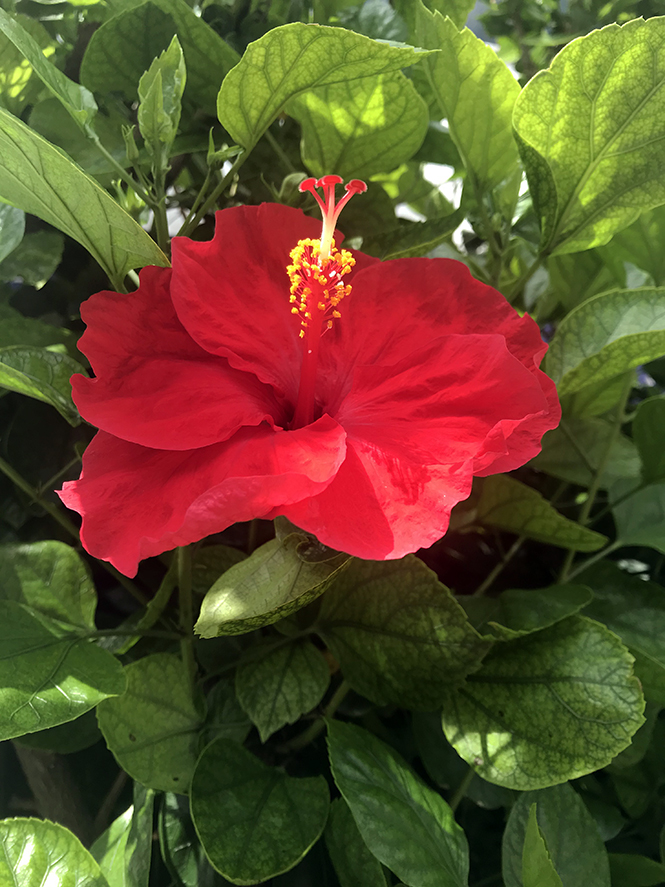 Hibiscus Rosa Sinensis L Herb Rio