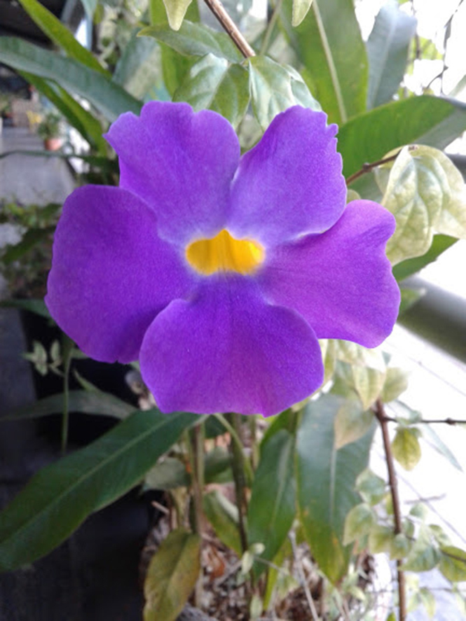 Thunbergia Erecta Benth T Anderson Herb Rio